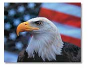 Federal Employee