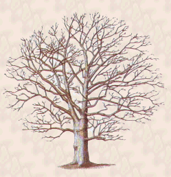 Old Oak Tree